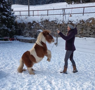 Pegasus (*2012) - Schlitzohr bei der Arbeit