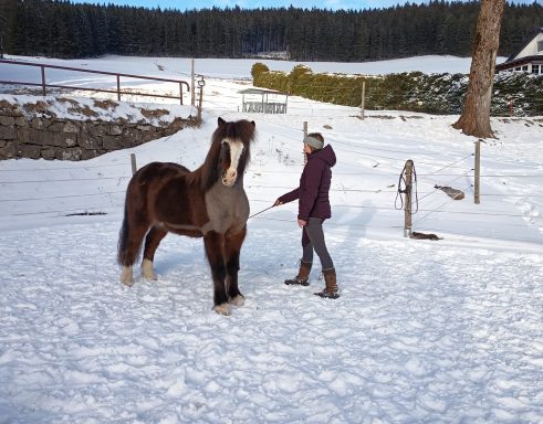 Wickie (*2017) - Hinterbeine ausstellen